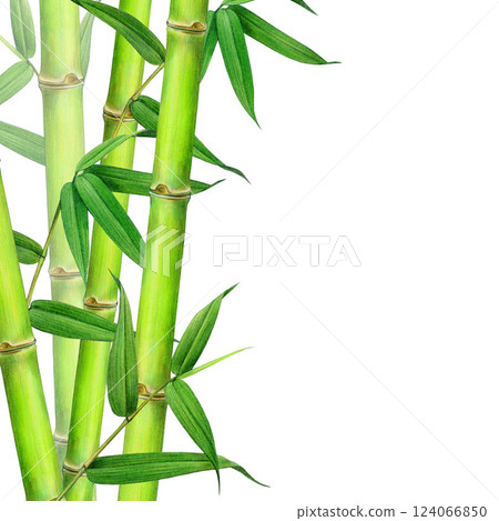 Green fresh bamboo stems with leaves floral decor element. Vintage style watercolor realistic illustration. Hand painted bamboo border tropical decoration isolated on white background 124066850