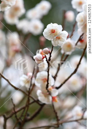 梅花開始綻放 梅花開始綻放 124067053