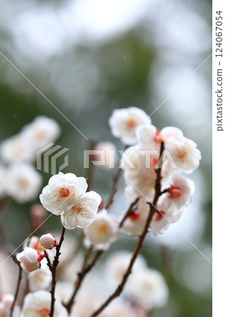 Plum blossoms starting to bloom Plum blossoms starting to bloom 124067054