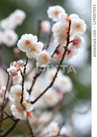Plum blossoms starting to bloom 124067055