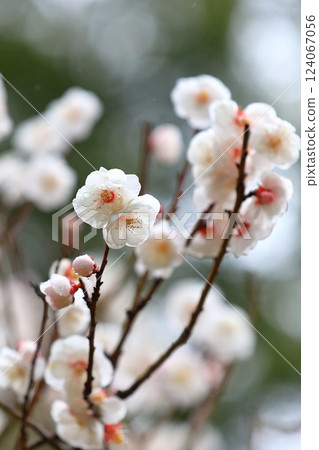 Plum blossoms starting to bloom 124067056