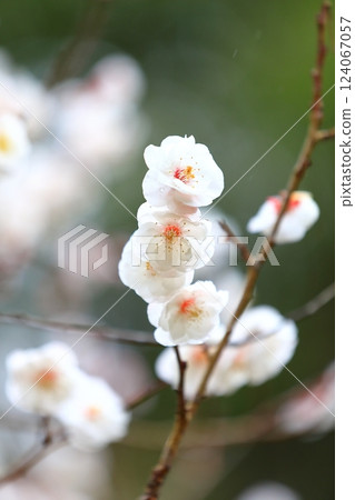 Plum blossoms starting to bloom 124067057