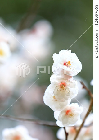 Plum blossoms starting to bloom 124067058