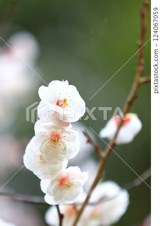 梅花開始綻放 梅花開始綻放 124067059