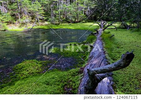 Komadori Pond on the ridge of Mt. Senmai in the Southern Alps 124067115