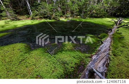 Komadori Pond on the ridge of Mt. Senmai in the Southern Alps 124067116