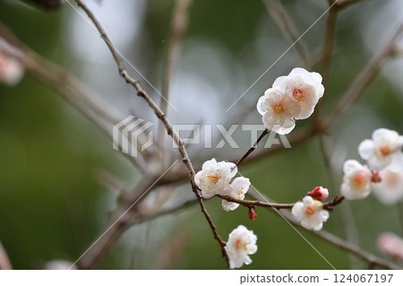 梅花開始綻放 124067197