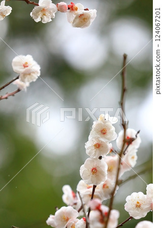 梅花開始綻放 梅花開始綻放 124067201