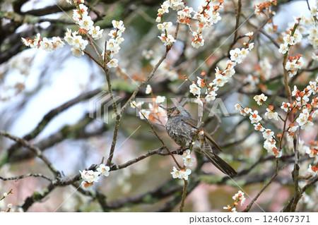 A brown-eared bulbul perched on a branch of a plum tree in full bloom 124067371