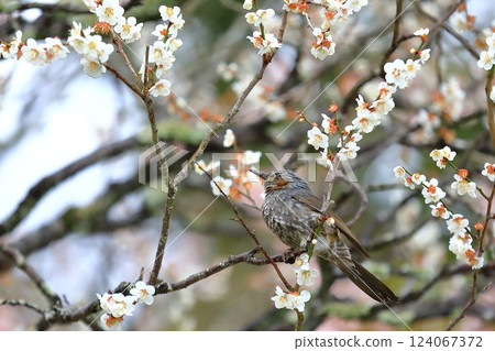 A brown-eared bulbul perched on a branch of a plum tree in full bloom 124067372