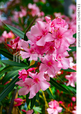 Blossoming pink flowers of oleander in garden Blossoming pink flowers of oleander in garden 124067411