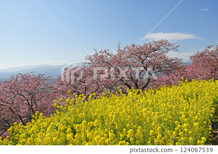 Kawazu cherry blossoms and rape blossoms in Matsuda Town Kawazu cherry blossoms and rape blossoms in Matsuda Town 124067539