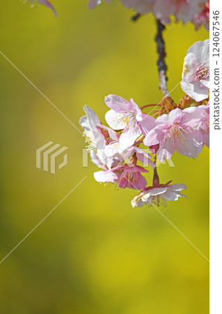 松田町的河津櫻花和油菜花 124067546