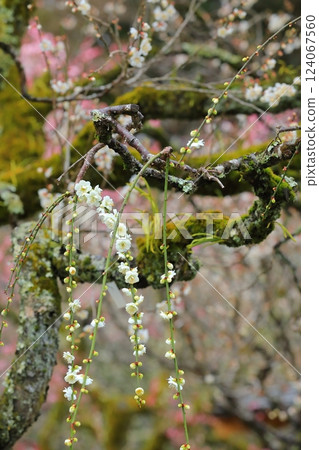 Plum blossoms starting to bloom 124067560