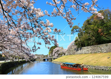 Hikone Castle cherry blossoms in full bloom Hikone Castle cherry blossoms in full bloom 124067599
