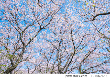 Cherry blossoms in full bloom (at Gongendo Tsutsumi) 124067655