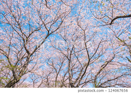 盛開的櫻花(在工藤堂櫻津見市) 盛開的櫻花(在工藤堂櫻津見市) 124067656