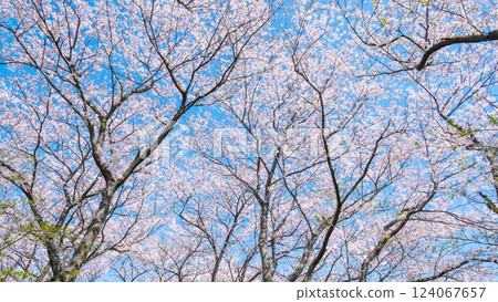 盛開的櫻花(在工藤堂櫻津見市) 盛開的櫻花(在工藤堂櫻津見市) 124067657