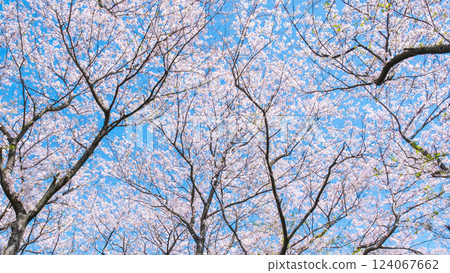 盛開的櫻花（在工藤堂櫻津見市） 124067662