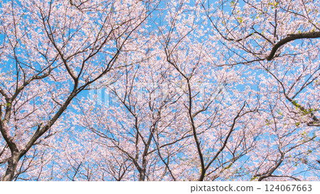 Cherry blossoms in full bloom (at Gongendo Tsutsumi) 124067663