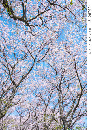 Cherry blossoms in full bloom (at Gongendo Tsutsumi) Cherry blossoms in full bloom (at Gongendo Tsutsumi) 124067664