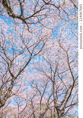 Cherry blossoms in full bloom (at Gongendo Tsutsumi) Cherry blossoms in full bloom (at Gongendo Tsutsumi) 124067665