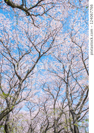 盛開的櫻花（在工藤堂櫻津見市） 124067766