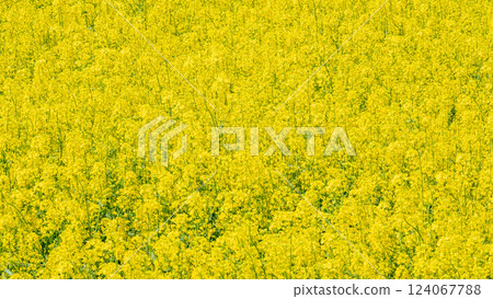 Rape blossoms in full bloom (at Gongendo Sakura Tsutsumi) 124067788