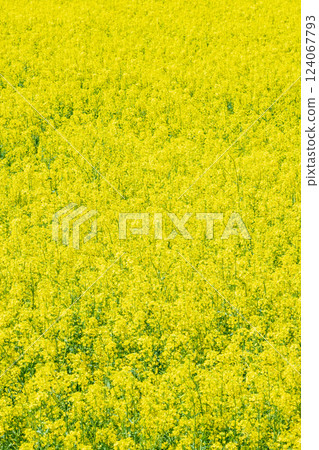 油菜花盛開（權現堂櫻堤） 124067793