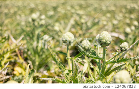 Globe artichokes planted on farm field. Popular vegetable crop 124067828
