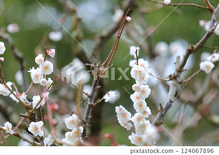 Plum blossoms starting to bloom 124067896