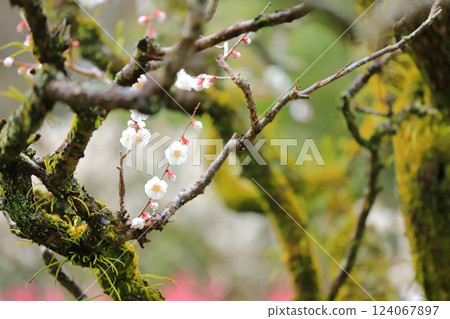 Plum blossoms starting to bloom 124067897