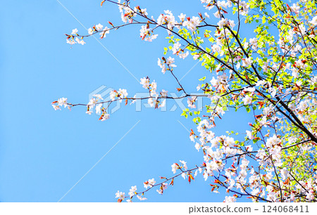Hokkaido cherry blossoms blooming in the mild May air Hokkaido cherry blossoms blooming in the mild May air 124068411
