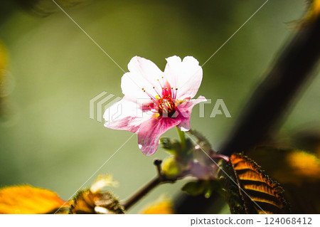 Hokkaido cherry blossoms blooming in the mild May air 124068412
