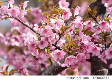 Kawazu cherry blossoms and Japanese bush warblers at Marine Park Kawazu cherry blossoms and Japanese bush warblers at Marine Park 124068515