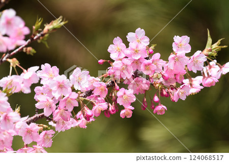 Kawazu cherry blossoms and Japanese bush warblers at Marine Park Kawazu cherry blossoms and Japanese bush warblers at Marine Park 124068517