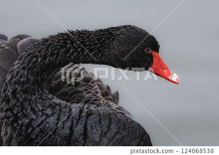 A black swan arrives at Miyagi Hiratsutsu Numa 124068538