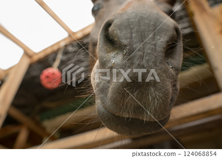 horse, animal, animals 124068854