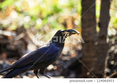 Crows collecting tree branches to build a nest Crows collecting tree branches to build a nest 124068953