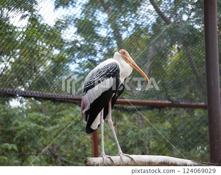 A painted perched on a branch, displaying its distinctive long orange beak, black and white patterned wings and pinkish feathers. A painted perched on a branch, displaying its distinctive long orange beak, black and white patterned wings and pinkish feathers. 124069029