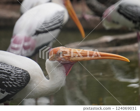A painted perched on a branch, displaying its distinctive long orange beak, black and white patterned wings and pinkish feathers.  124069031