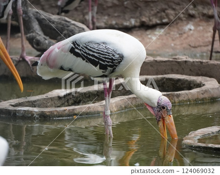 A painted perched on a branch, displaying its distinctive long orange beak, black and white patterned wings and pinkish feathers. A painted perched on a branch, displaying its distinctive long orange beak, black and white patterned wings and pinkish feathers. 124069032