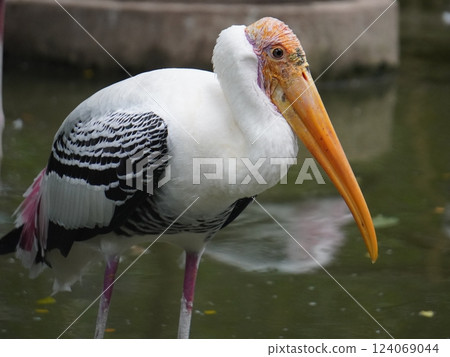 A painted perched on a branch, displaying its distinctive long orange beak, black and white patterned wings and pinkish feathers.  124069044