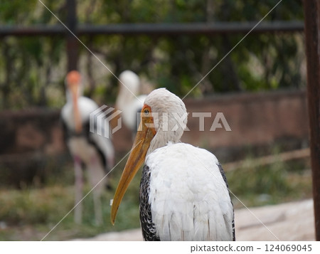 A painted perched on a branch, displaying its distinctive long orange beak, black and white patterned wings and pinkish feathers. A painted perched on a branch, displaying its distinctive long orange beak, black and white patterned wings and pinkish feathers. 124069045