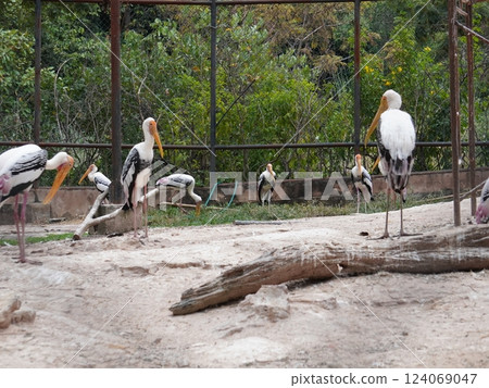A painted perched on a branch, displaying its distinctive long orange beak, black and white patterned wings and pinkish feathers.  124069047