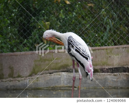 A painted perched on a branch, displaying its distinctive long orange beak, black and white patterned wings and pinkish feathers. A painted perched on a branch, displaying its distinctive long orange beak, black and white patterned wings and pinkish feathers. 124069066