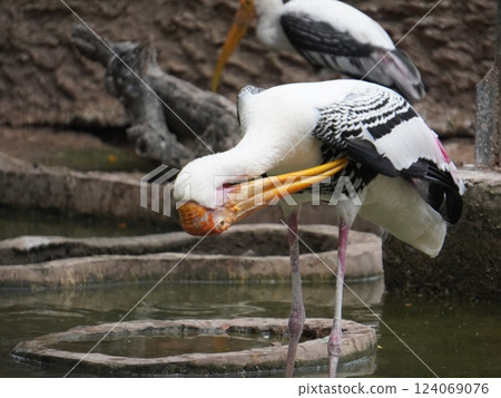 A painted perched on a branch, displaying its distinctive long orange beak, black and white patterned wings and pinkish feathers. A painted perched on a branch, displaying its distinctive long orange beak, black and white patterned wings and pinkish feathers. 124069076