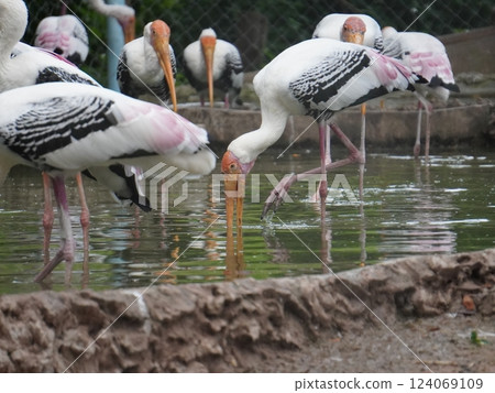 A painted perched on a branch, displaying its distinctive long orange beak, black and white patterned wings and pinkish feathers. A painted perched on a branch, displaying its distinctive long orange beak, black and white patterned wings and pinkish feathers. 124069109