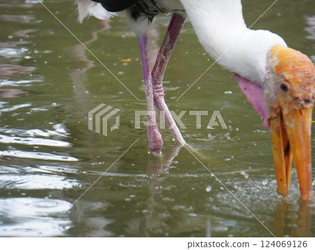 A painted perched on a branch, displaying its distinctive long orange beak, black and white patterned wings and pinkish feathers.  124069126