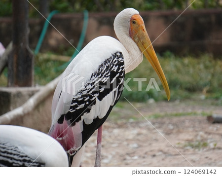 A painted stork  perched on a branch, displaying its distinctive long orange beak, black and white patterned wings, and pinkish feathers.  124069142